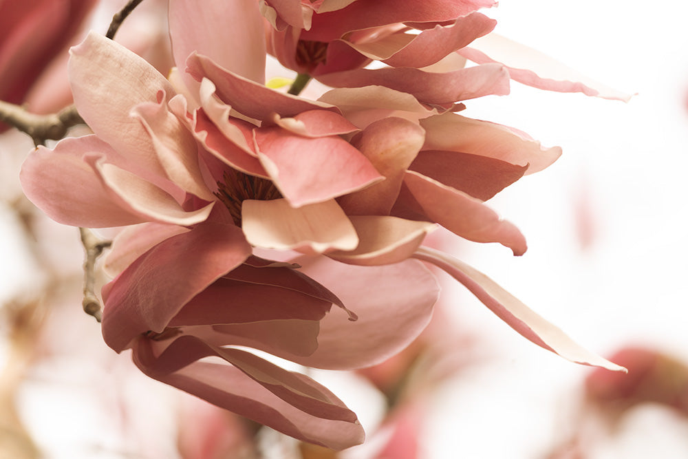 International Magnolia Society