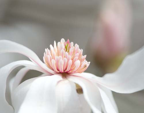 Magnolia Photograph No. 10