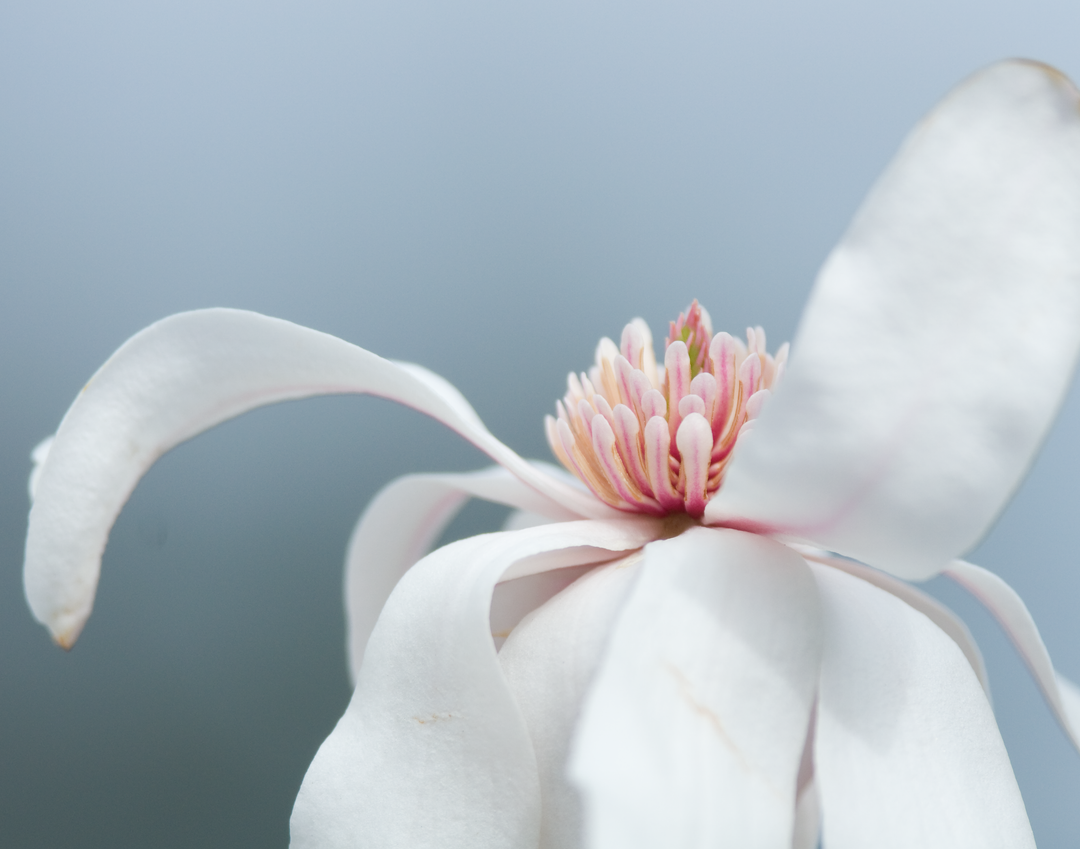 Magnolia Photograph No. 11