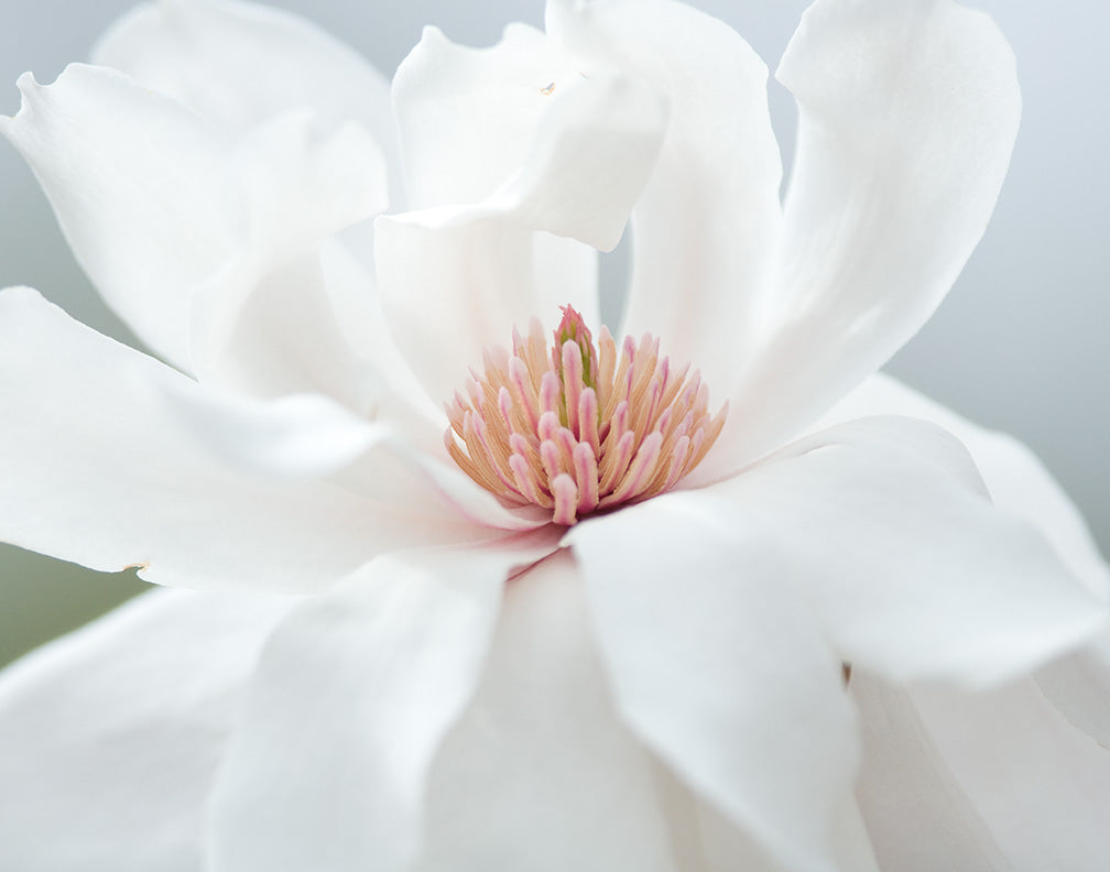 Magnolia Photograph No.4
