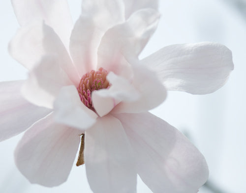 Magnolia Photograph No. 5