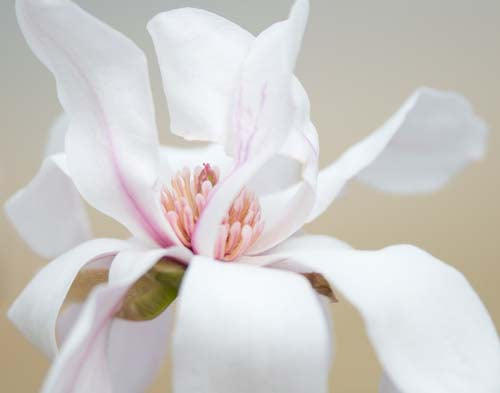 Magnolia Photograph No. 7