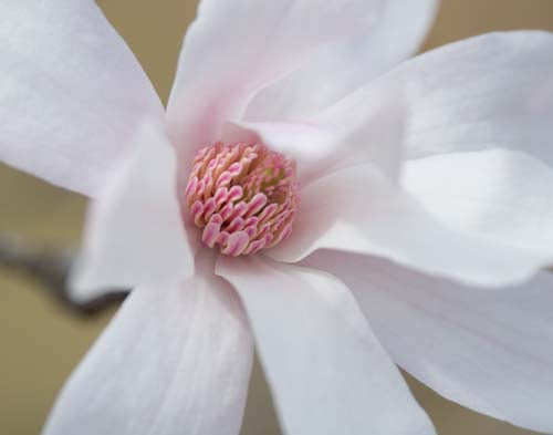 Magnolia Photograph No. 8