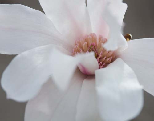 Magnolia Photograph No. 9