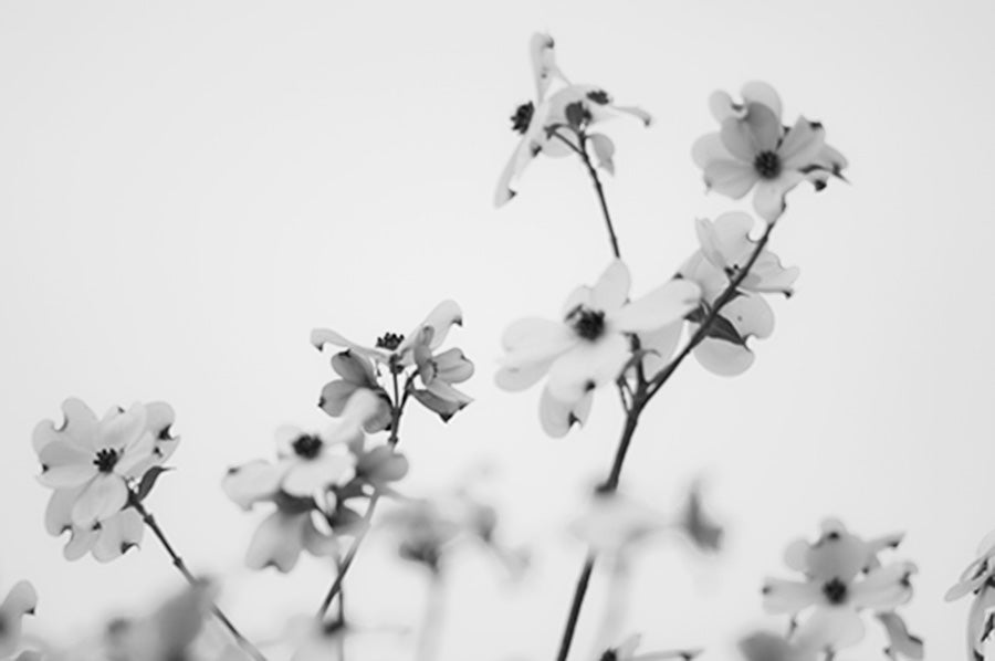 Black and White