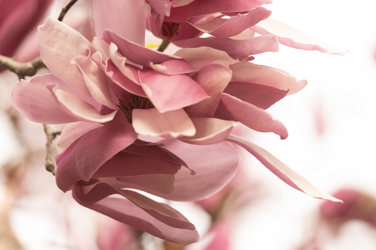 Romantic Magnolia in Pinks