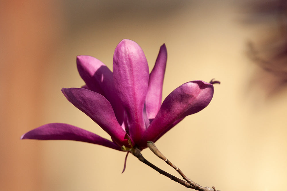 Pink on Orange
