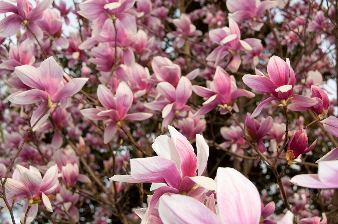 Pink Blooms