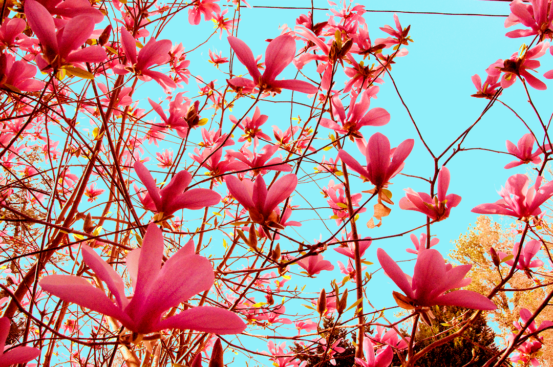 Reverie