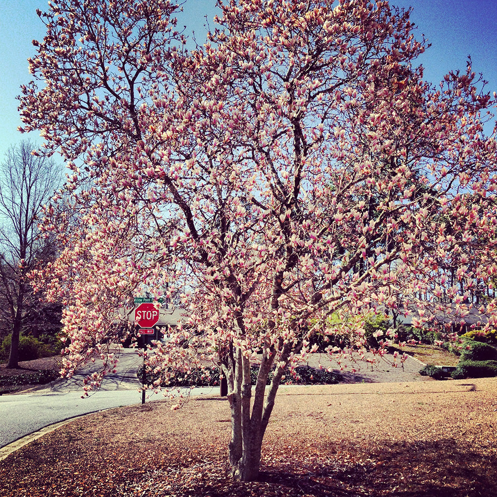 Stop and Smell the Magnolias