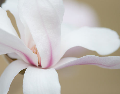 Magnolia Photograph No. 1