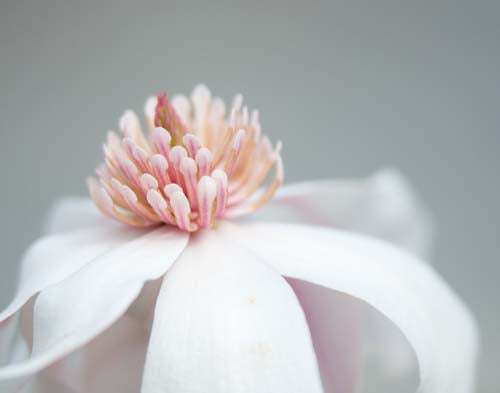 Magnolia Photograph No. 12