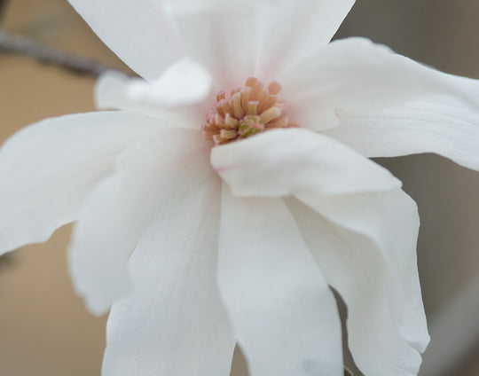 Magnolia Photograph No. 2