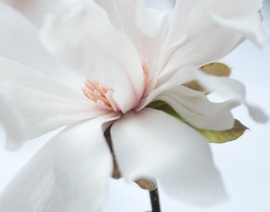 Magnolia Photograph No. 3