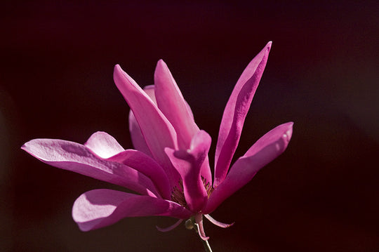 Pink on Maroon